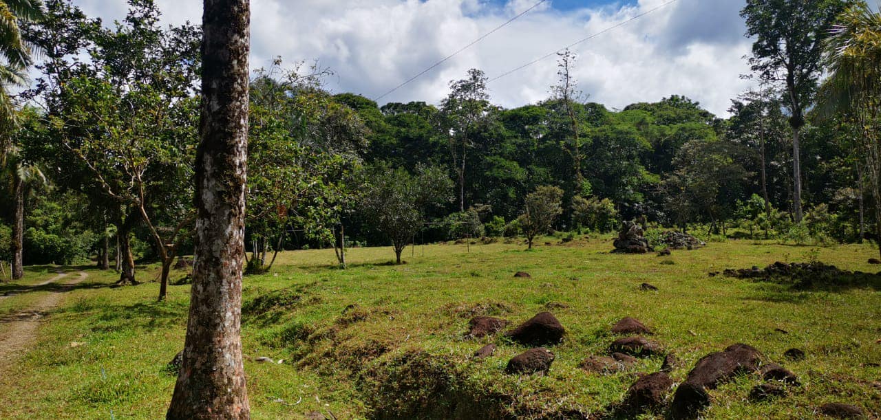 Terreno Guápiles