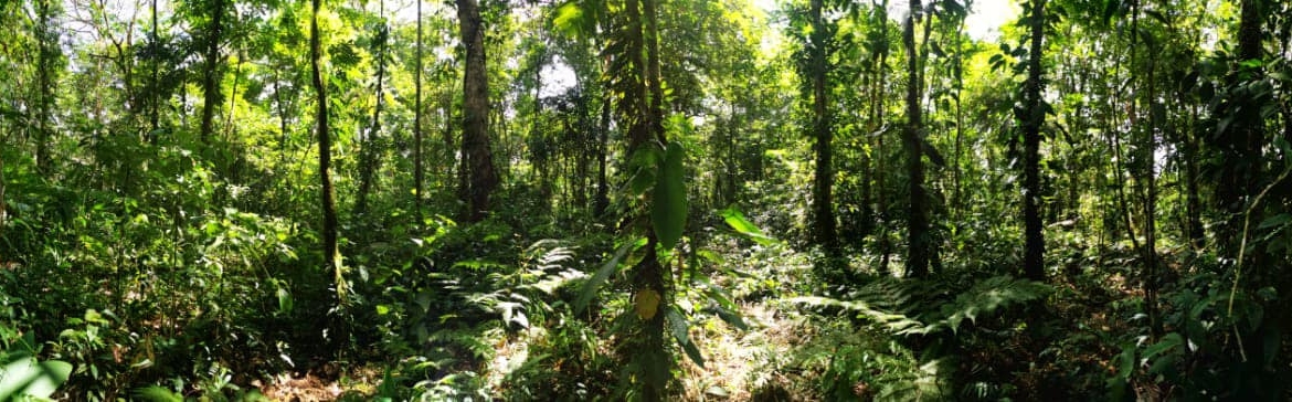 Terreno Guápiles