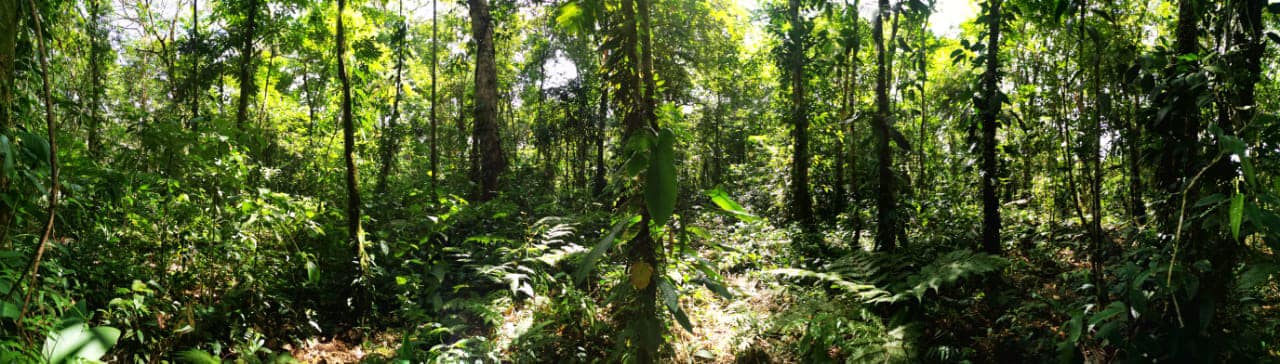 Terreno Guápiles